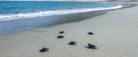 sea turtles breeding and nesting on beach