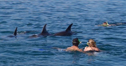 Bay Of Islands dolphin watching new zealand