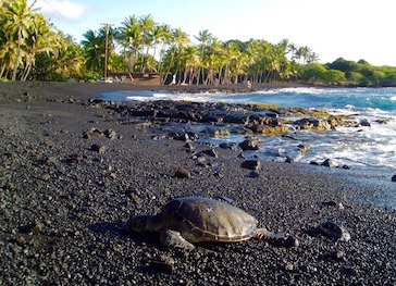Punalu’u Black Sand Beach hawaii places to visit