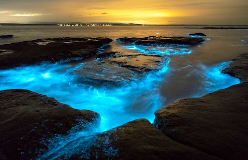 bioluminescent plankton in the water beach