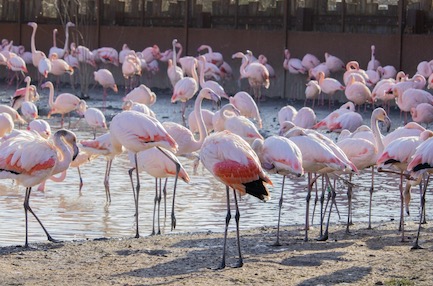 Free things to do in Dubai - Flamingos