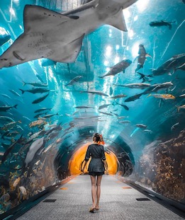 Mesmerising Underwater World at the Dubai Aquarium